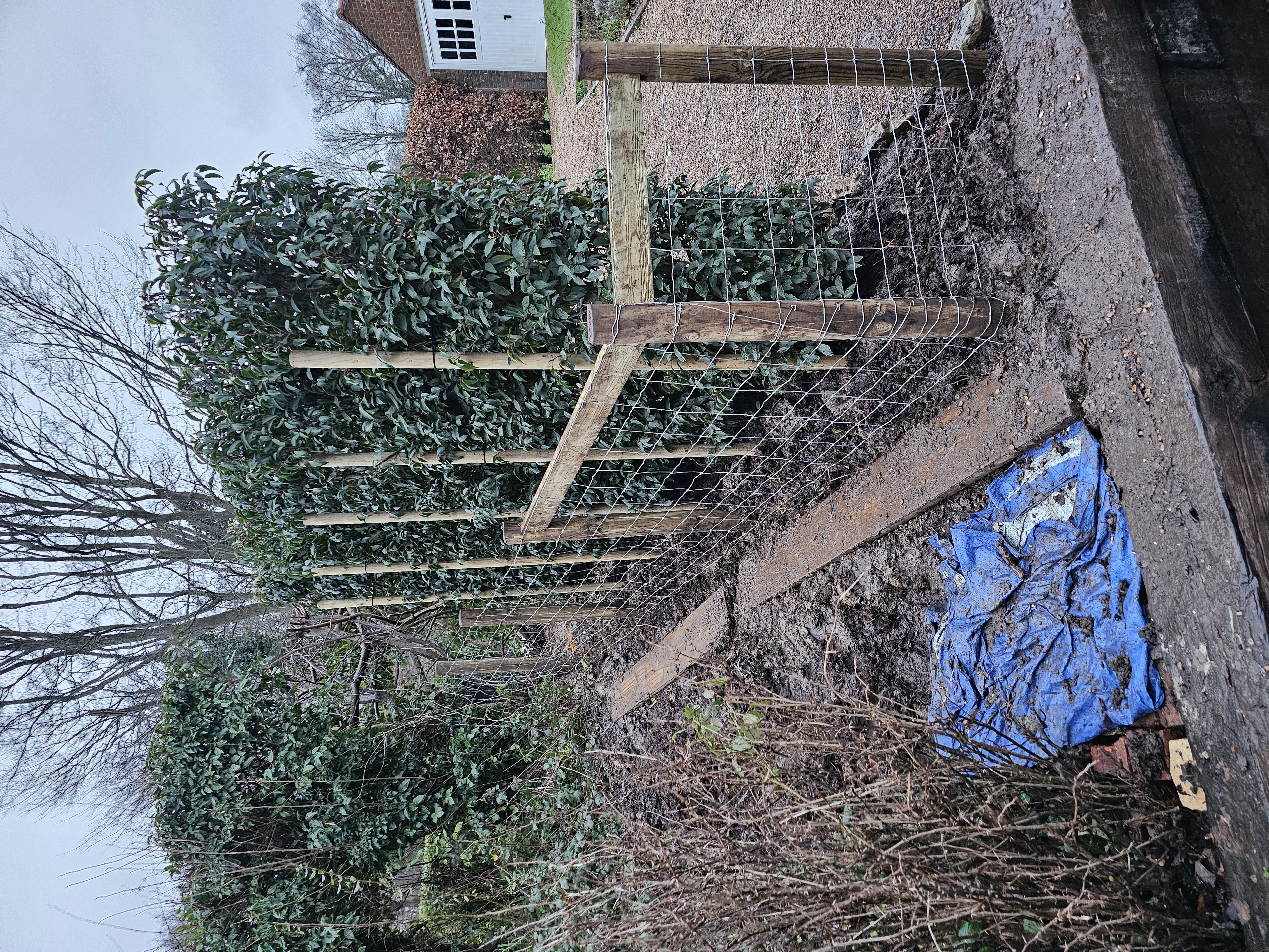 New hedge planting in Kent