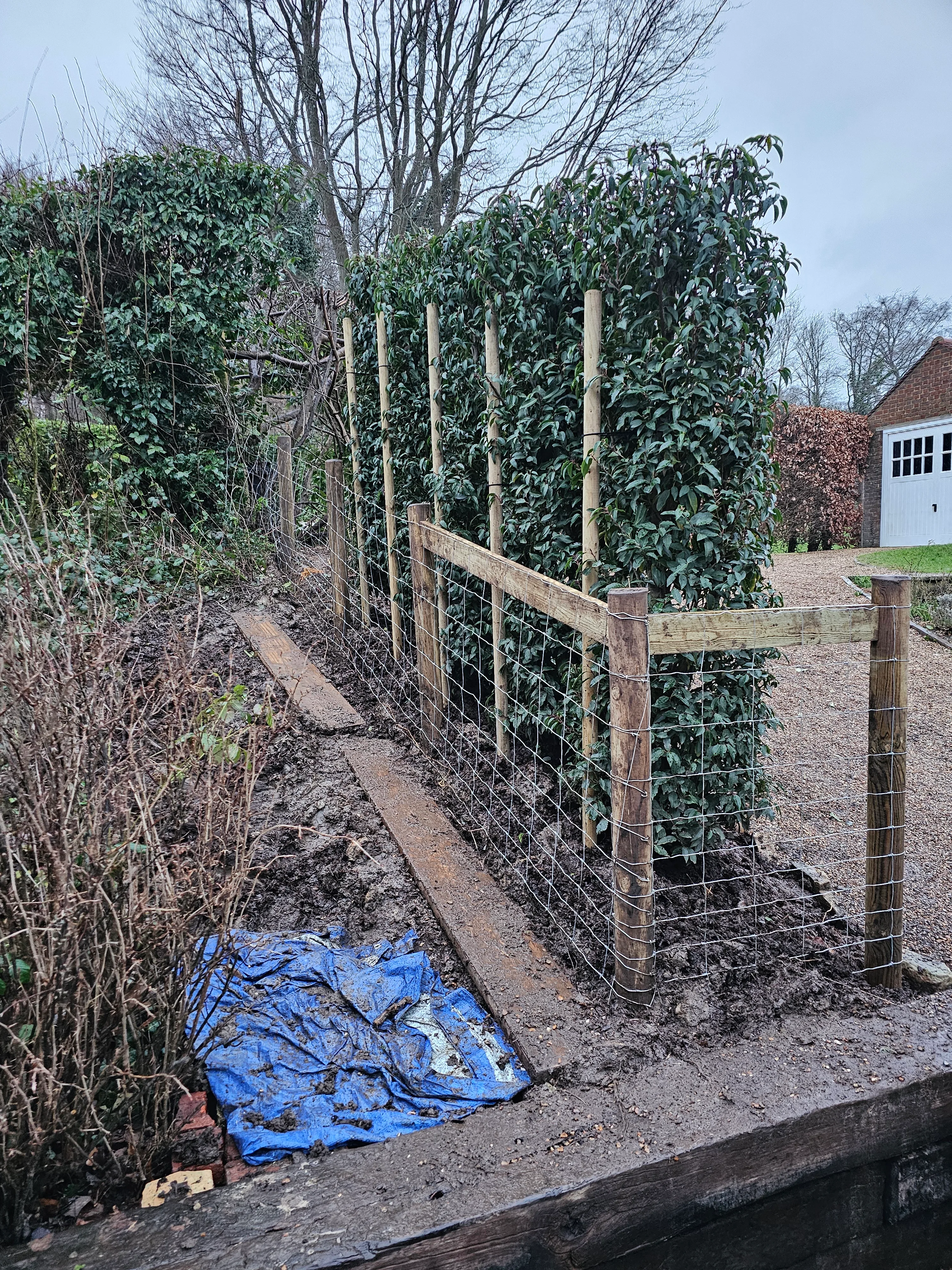 New hedge planting in Kent