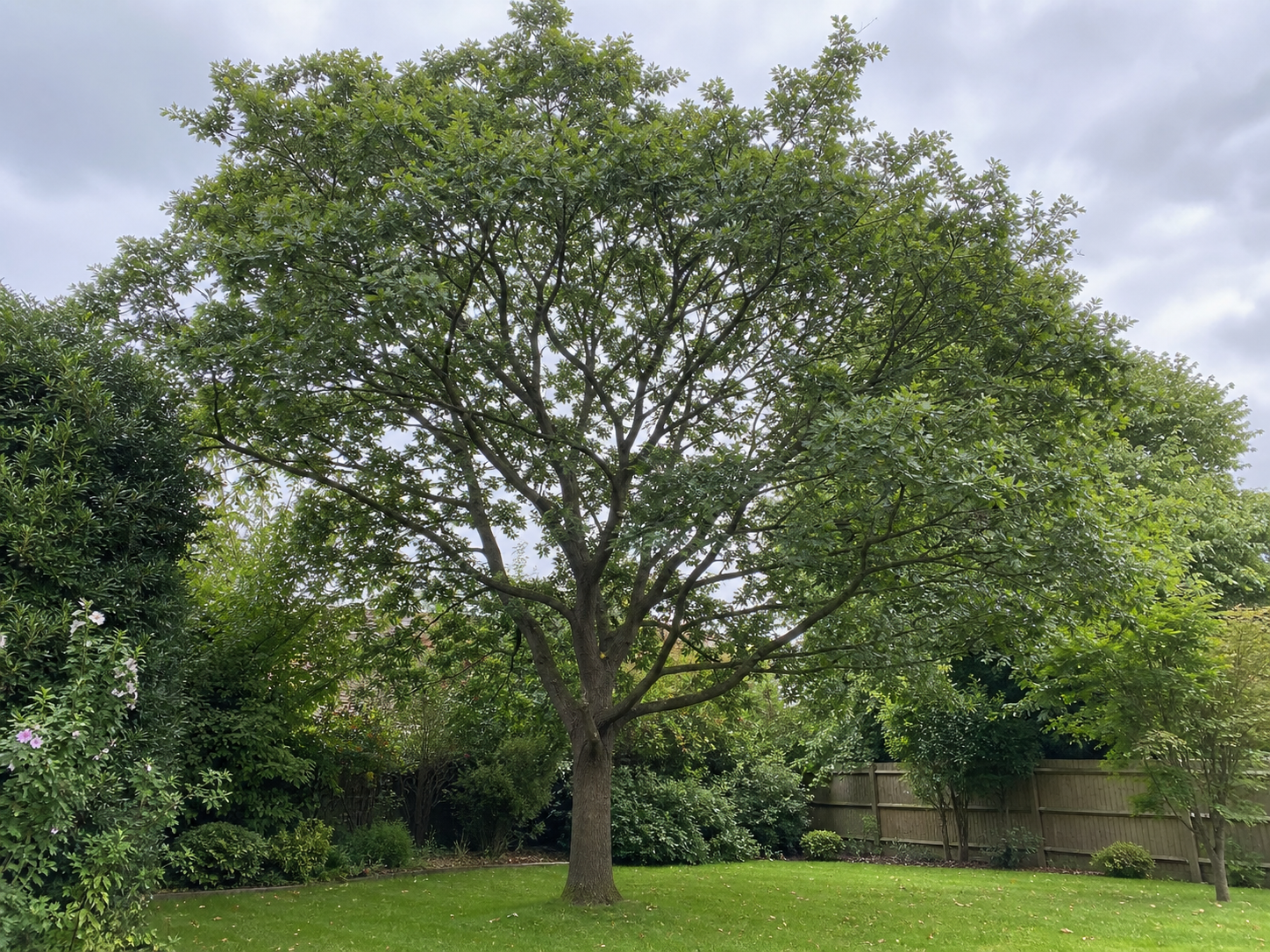 Crown Thinning - After