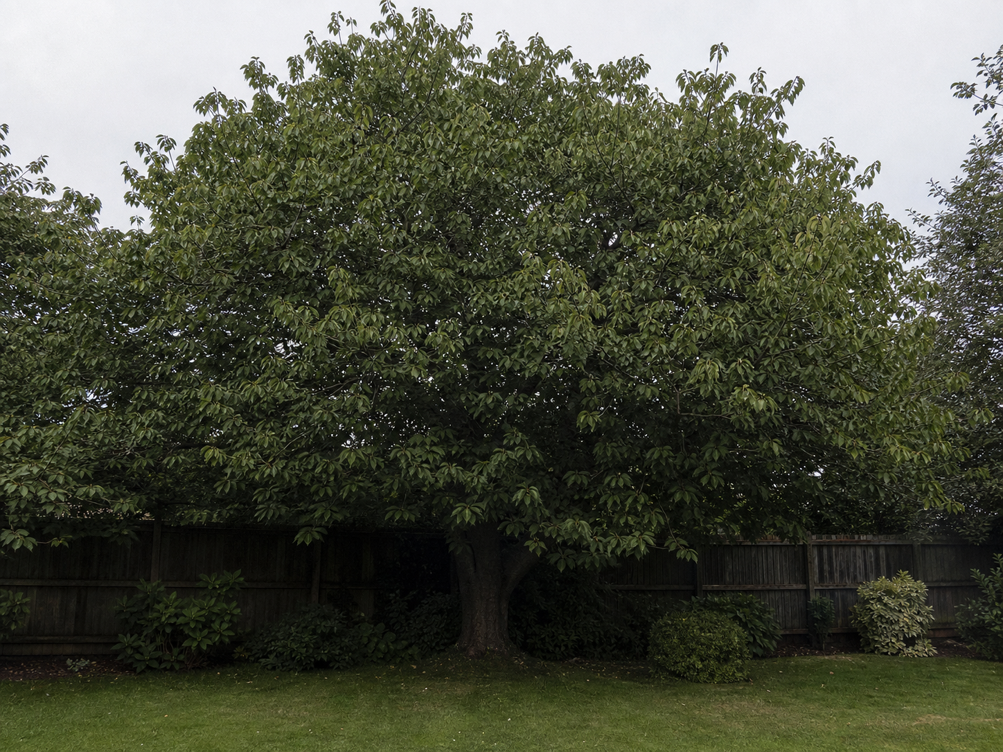 Crown Thinning - Before