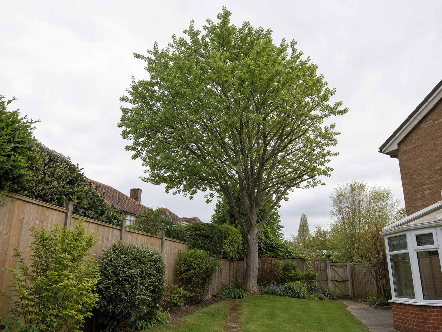 Tree Felling - Before